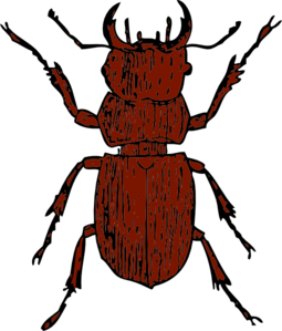 Brown Stag Beetle Clip Art